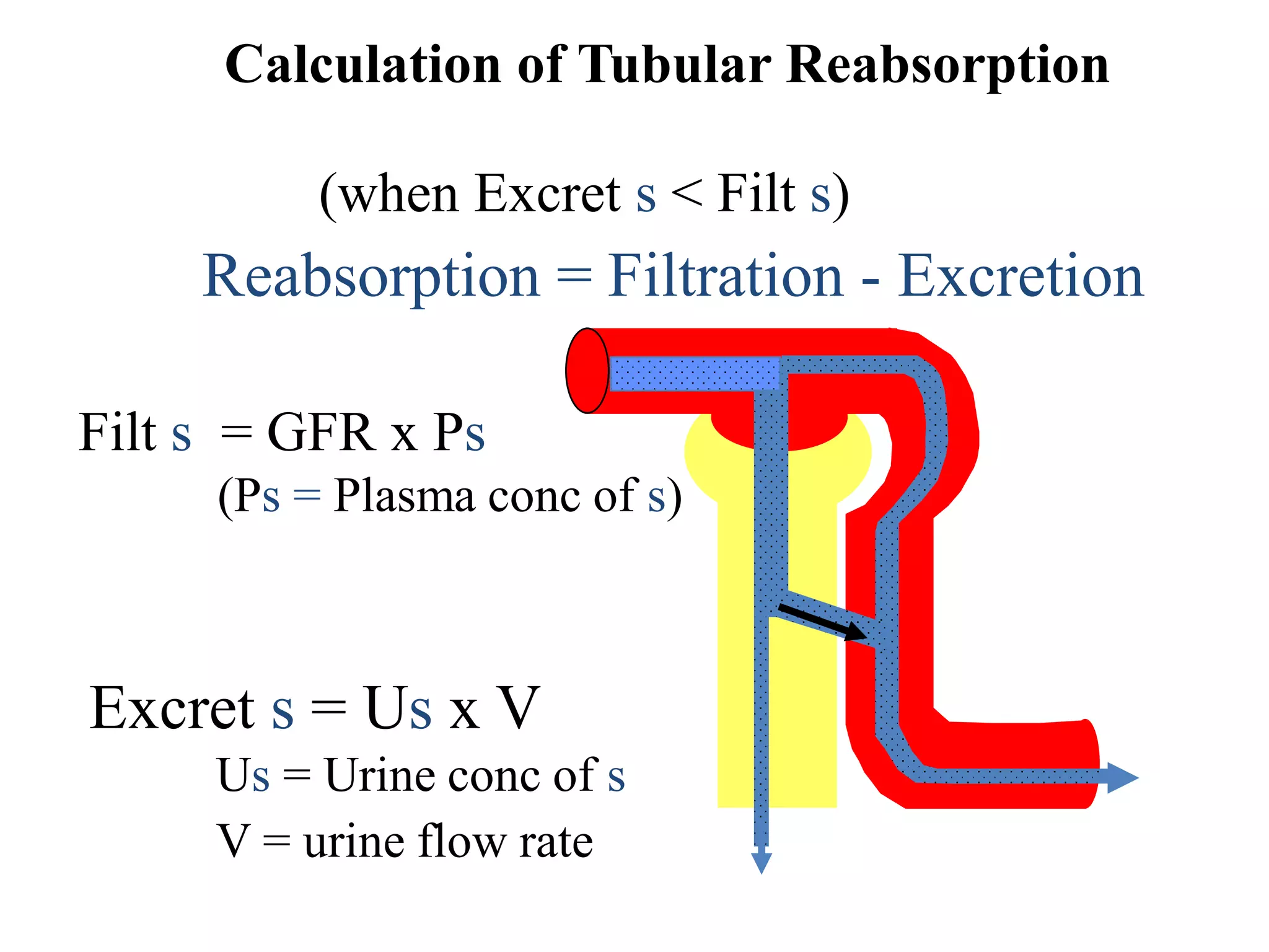 Renal tubular reabsorption, secretion, regulation & renal function