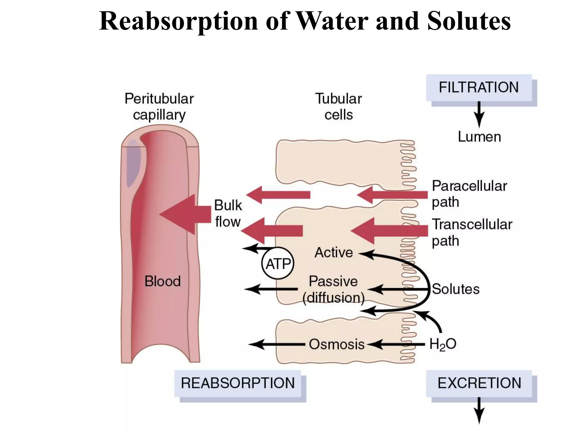 Rectisol Absorption System Renal tubular reabsorption, secretion, regulation & renal function ...