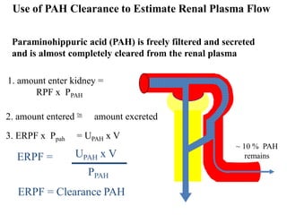 Ias Rpah Renal tubular reabsorption, secretion, regulation & renal function ...