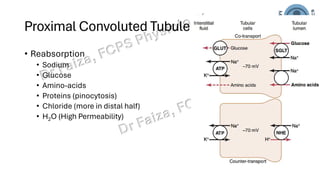 Pct Cd Function Renal Tubular processing across PCT and LOH | PDF