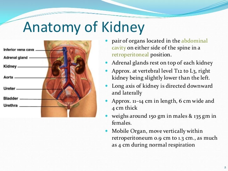 Renal Tumors, Renal Cell Carcinoma- Dr. Vandana