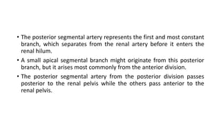 • The posterior segmental artery represents the first and most constant
branch, which separates from the renal artery before it enters the
renal hilum.
• A small apical segmental branch might originate from this posterior
branch, but it arises most commonly from the anterior division.
• The posterior segmental artery from the posterior division passes
posterior to the renal pelvis while the others pass anterior to the
renal pelvis.
 