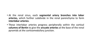 • At the renal sinus, each segmental artery branches into lobar
arteries, which further subdivide in the renal parenchyma to form
interlobar arteries.
• These interlobar arteries progress peripherally within the cortical
columns of Bertin to give the arcuate arteries at the base of the renal
pyramids at the corticomedullary junction.
 