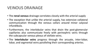 VEINOUS DRAINAGE
• The renal venous drainage correlates closely with the arterial supply
• The exception that unlike the arterial supply, has extensive collateral
communication through the venous collars around minor calyceal
infundibula.
• Furthermore, the interlobular veins that drain the post-glomerular
capillaries also communicate freely with perinephric veins through
the subcapsular venous plexus of stellate veins.
• The interlobular veins progress through the arcuate, inter-lobar,
lobar, and segmental veins paralleling their corresponding arteries.
 