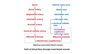 Aorta
Renal artery
Segmental artery
Interlobar artery
Arcuate artery
Cortical radiate artery
Afferent arteriole
Glomerulus (capillaries)
Nephron-associated blood vessels
Inferior vena cava
Renal vein
Interlobar vein
Arcuate vein
Cortical radiate
vein
Peritubular
capillaries
and vasa recta
Efferent arteriole
Path of blood flow through renal blood vessels
 