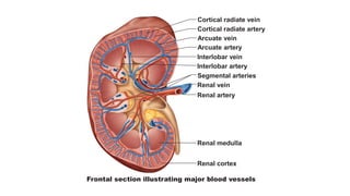 Cortical radiate vein
Cortical radiate artery
Arcuate vein
Arcuate artery
Interlobar vein
Interlobar artery
Segmental arteries
Renal artery
Renal vein
Renal medulla
Renal cortex
Frontal section illustrating major blood vessels
 