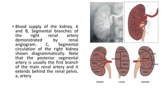 • Blood supply of the kidney. A
and B, Segmental branches of
the right renal artery
demonstrated by renal
angiogram. C, Segmental
circulation of the right kidney
shown diagrammatically. Note
that the posterior segmental
artery is usually the first branch
of the main renal artery and it
extends behind the renal pelvis.
a, artery
 