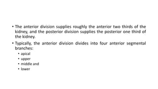 • The anterior division supplies roughly the anterior two thirds of the
kidney, and the posterior division supplies the posterior one third of
the kidney.
• Typically, the anterior division divides into four anterior segmental
branches:
• apical
• upper
• middle and
• lower
 