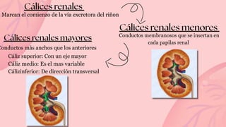 Renal y abdominal -anatomia renaaall.pdf