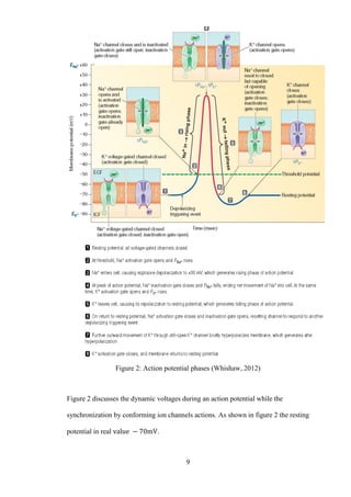 9
Figure.2: Action potential phases (Whishaw, 2012)
Figure 2 discusses the dynamic voltages during an action potential while the
synchronization by conforming ion channels actions. As shown in figure.2 the resting
potential in real .
 