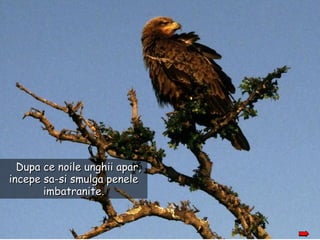 Dupa ce noile unghii apar, incepe sa-si smulga penele imbatranite. 