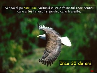Inca 30 de ani Si apoi dupa  cinci luni , vulturul isi reia faimosul zbor pentru care a fost creeat si pentru care traieste. 