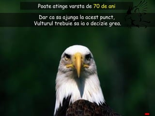 Dar ca sa ajunga la acest punct,  Vulturul trebuie sa ia o decizie grea. Poate atinge varsta de  70 de ani 