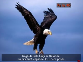 Unghiile sale lungi si flexibile  nu mai sunt capabile sa-I care prada Pe la 40 