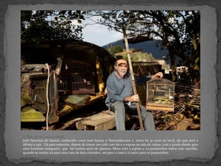 3º Dia_29_07_2013_Cota 95
João Severino do Santos, conhecido como José Sarney é Pernambucano e mora há 30 anos no local, diz que será o
último a sair. Dá para entender, depois de tomar um café com ele e a esposa na sala de visitas, com a janela dando para
uma frondosa mangueira que há muitos anos ele plantou. Mora com a esposa e 20 passarinhos todos com manilha,
quando se mudar irá para uma casa de dois cômodos, um para o casal e o outro para os passarinhos.
 