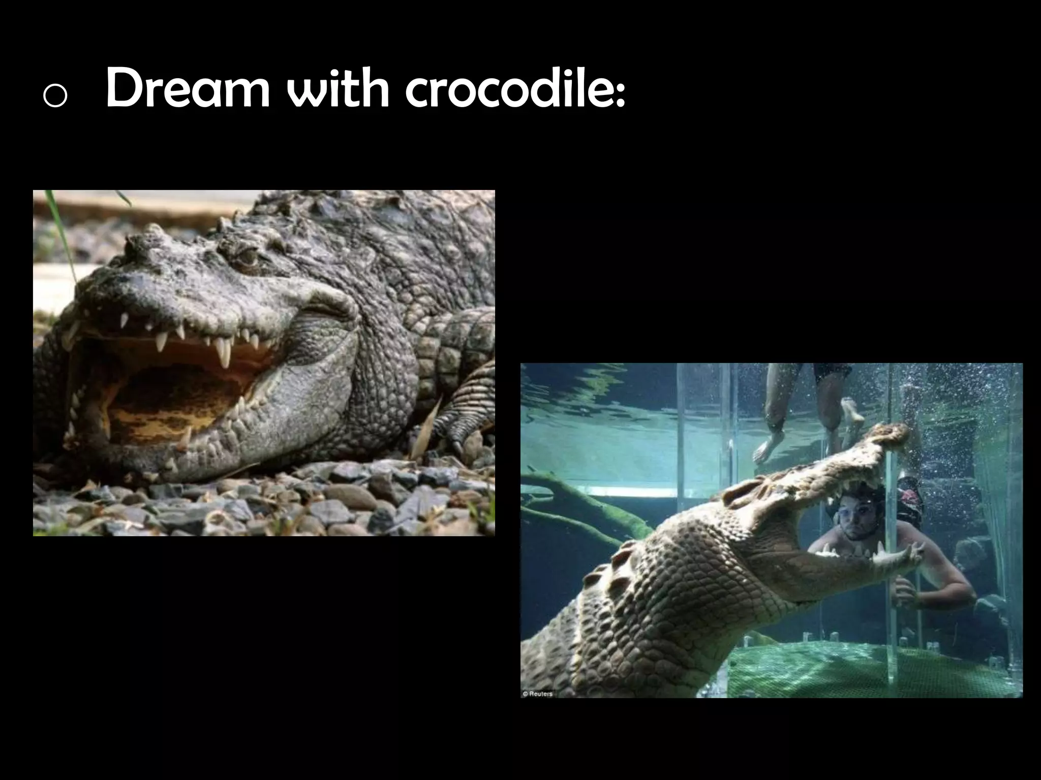 o Dream with crocodile: