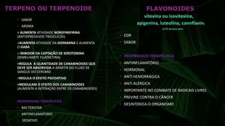 TERPENO OU TERPENOIDE
• SABOR
• AROMA
> AUMENTA ATIVIDADE NOREPINEFRINA
(ANTIDPRESSIVOS TRICICLICOS)
>AUMENTA ATIVDADE DA DOPAMINA E AUMENTA
O GABA
> INIBIDOR DA CAPTAÇÃO DE SEROTONINA
(SEMELHANTE FLUOXETINA)
>REGULA A QUANTIDADE DE CANABINOIDES QUE
DEVE SER ABSORVIDA A APARTIR DO FLUXO DE
SANGUE DO CEREBRO
>REGULA O EFEITO PSICOATIVO
>MODULAM O EFEITO DOS CANABINOIDES
(AUMENTA A INTERAÇÃO ENTRE OS CANABINOIDES)
PROPRIEDADE TERAPÊUTICA
• BACTERICIDA
• ANTIINFLAMATORIO
• SEDATIVO
• COR
• SABOR
• PROPRIEDADE TERAPÊUTICA
• ANTIINFLAMATÓRIO
• HORMONAL
• ANTI HEMORRÁGICA
• ANTI ALÉRGICA
• IMPORTANTE NO COMBATE DE RADICAIS LIVRES
• PREVINE CONTRA O CÂNCER
• DESINTOXICA O ORGANISMO
FLAVONOIDES(vitexina
ou
(2,5% do peso seco
(vitexina ou isovitexina,
apigenina, luteolina, cannflavin)
(2,5% do peso seco)
 