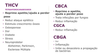 • Reprime apetite/ajuda a perder
peso
• Reduz ataque epilético
• Estimula crescimento ósseo
• Osteoporose
• Dor
• Diabete
• Stress
• Neuroprotetor
Alzheimer, Parkinson,
Esclerose Múltipla
• Reprime o apetite,
ajuda a perder peso
• Trata infecções por fungos
• Reduz inflamação
CGCA
• Reduz inflamação
CBGA
• Dor
• Inflamação
• Inibe ou desacelera a propagação
de bactérias
CBCA
THCV
TETRAHYDROCANABIVARIN
 