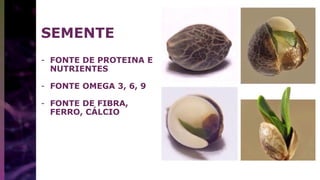 SEMENTE
- FONTE DE PROTEINA E
NUTRIENTES
- FONTE OMEGA 3, 6, 9
- FONTE DE FIBRA,
FERRO, CÁLCIO
 