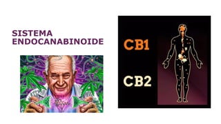 SISTEMA
ENDOCANABINOIDE
 