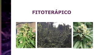 FITOTERÁPICO
 