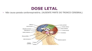 DOSE LETAL
• Não causa parada cardiorespiratória. (AUSENTE PARTE DO TRONCO CEREBRAL)
 