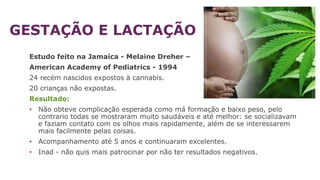 GESTAÇÃO E LACTAÇÃO
Estudo feito na Jamaica - Melaine Dreher –
American Academy of Pediatrics - 1994
24 recém nascidos expostos à cannabis.
20 crianças não expostas.
Resultado:
• Não obteve complicação esperada como má formação e baixo peso, pelo
contrario todas se mostraram muito saudáveis e até melhor: se socializavam
e faziam contato com os olhos mais rapidamente, além de se interessarem
mais facilmente pelas coisas.
• Acompanhamento até 5 anos e continuaram excelentes.
• Inad - não quis mais patrocinar por não ter resultados negativos.
 