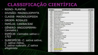 • REINO- PLANTAE
• DIVISÃO- MAGNOLIOPHYTA
• CLASSE- MAGNOLIOPSIDA
• ORDEM- ROSALES
• FAMÍLIA- CANIBACEAE
• GÊNERO- ANGIOSPERMA-
Cannabis L
• ESPÉCIE- Cannabis sativa L-
1753
• SUBESPÉCIE- C. sativa sativa,
C. sativa indica,
C sativa ruderalis ,C sativa
afegânista
CLASSIFICAÇÃO CIENTÍFICA
 