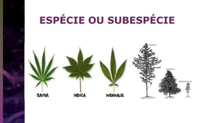 ESPÉCIE OU SUBESPÉCIE
 