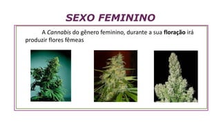 SEXO FEMININO
A Cannabis do gênero feminino, durante a sua floração irá
produzir flores fêmeas
 