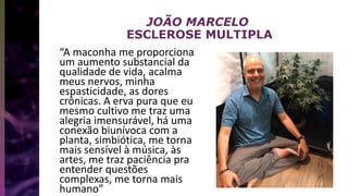 JOÃO MARCELO
ESCLEROSE MULTIPLA
“A maconha me proporciona
um aumento substancial da
qualidade de vida, acalma
meus nervos, minha
espasticidade, as dores
crônicas. A erva pura que eu
mesmo cultivo me traz uma
alegria imensurável, há uma
conexão biunívoca com a
planta, simbiótica, me torna
mais sensível à música, às
artes, me traz paciência pra
entender questões
complexas, me torna mais
humano”
 