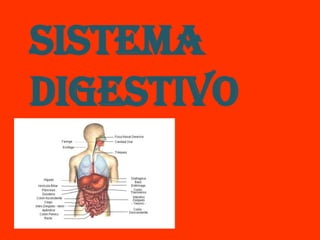 Sistema
Digestivo
 