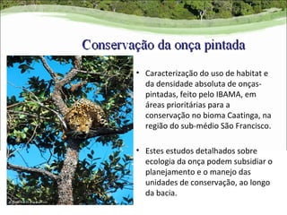 • Caracterização do uso de habitat e
  da densidade absoluta de onças-
  pintadas, feito pelo IBAMA, em
  áreas prioritárias para a
  conservação no bioma Caatinga, na
  região do sub-médio São Francisco.

• Estes estudos detalhados sobre
  ecologia da onça podem subsidiar o
  planejamento e o manejo das
  unidades de conservação, ao longo
  da bacia.
 