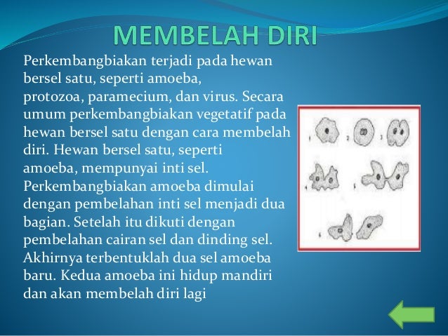 Rencana Perencanaan Pembelajaran Ipa Kelas 6 Semester 1