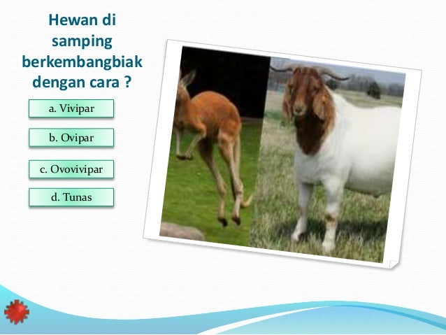 Rencana perencanaan pembelajaran ipa kelas 6 semester 1 Rencana perencanaan pembelajaran ipa kelas 6 semester 1