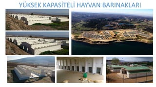 YÜKSEK KAPASİTELİ HAYVAN BARINAKLARI
 