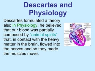 Descartes and Physiology Descartes formulated a theory also  in Physiology : he believed that our blood was partially composed by  “animal spirits”  that, in contact with the heavy matter in the brain, flowed into the nerves and so they made the muscles move. 