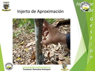Injerto de Aproximación 
Municipio de Remedios 
www.remedios-antioquia.gov.co 
Facebook: Remedios Antioquia 
 