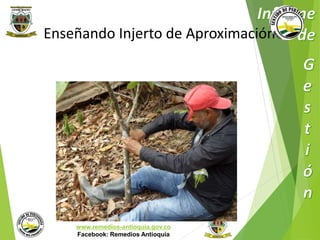 Enseñando Injerto de Aproximación 
Municipio de Remedios 
www.remedios-antioquia.gov.co 
Facebook: Remedios Antioquia 
 