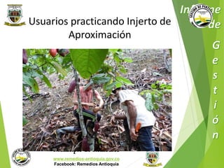 Usuarios practicando Injerto de 
Aproximación 
Municipio de Remedios 
www.remedios-antioquia.gov.co 
Facebook: Remedios Antioquia 
 