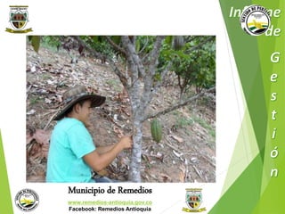 Municipio de Remedios 
www.remedios-antioquia.gov.co 
Facebook: Remedios Antioquia 
 