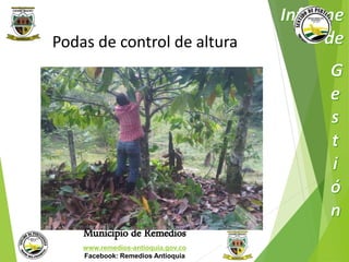 Podas de control de altura 
Municipio de Remedios 
www.remedios-antioquia.gov.co 
Facebook: Remedios Antioquia 
 