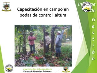 Capacitación en campo en 
podas de control altura 
Municipio de Remedios 
www.remedios-antioquia.gov.co 
Facebook: Remedios Antioquia 
 