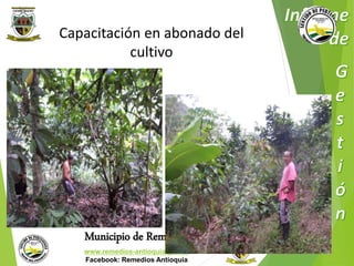 Capacitación en abonado del 
cultivo 
Municipio de Remedios 
www.remedios-antioquia.gov.co 
Facebook: Remedios Antioquia 
 