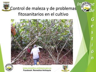 Control de maleza y de problemas 
fitosanitarios en el cultivo 
Municipio de Remedios 
www.remedios-antioquia.gov.co 
Facebook: Remedios Antioquia 
 