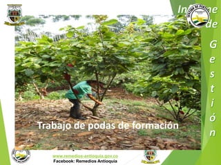 Trabajo de podas de formación 
Municipio de Remedios 
www.remedios-antioquia.gov.co 
Facebook: Remedios Antioquia 
 