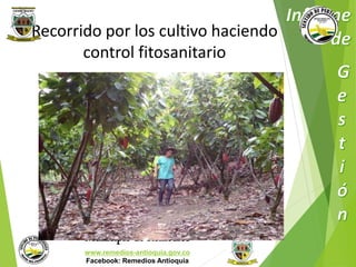 Recorrido por los cultivo haciendo 
control fitosanitario 
Municipio de Remedios 
www.remedios-antioquia.gov.co 
Facebook: Remedios Antioquia 
 