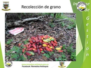 Recolección de grano 
Municipio de Remedios 
www.remedios-antioquia.gov.co 
Facebook: Remedios Antioquia 
 