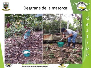 Desgrane de la mazorca 
Municipio de Remedios 
www.remedios-antioquia.gov.co 
Facebook: Remedios Antioquia 
 