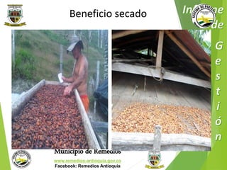 Beneficio secado 
Municipio de Remedios 
www.remedios-antioquia.gov.co 
Facebook: Remedios Antioquia 
 